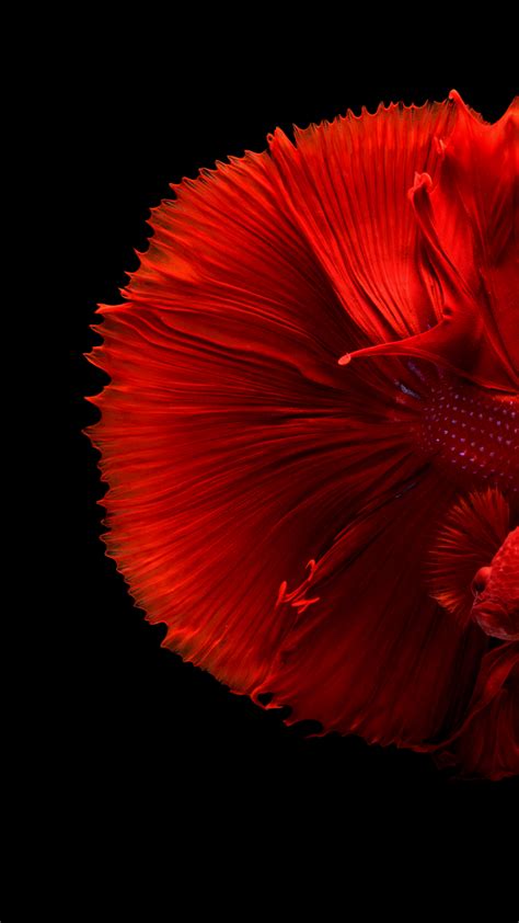 1920 x 1080 png 2918 кб. Red Siamese Fighting Beta Fish Wallpaper - iDrop News