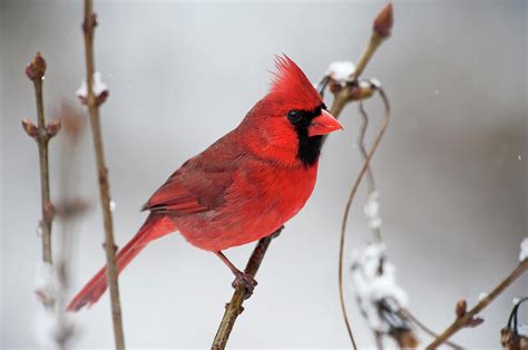 Male Northern Cardinal In Winter By Johann Schumacher