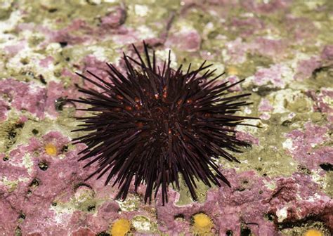 Red Sea Urchin Mesocentrotus Franciscanus Biodiversity Atlas Of La