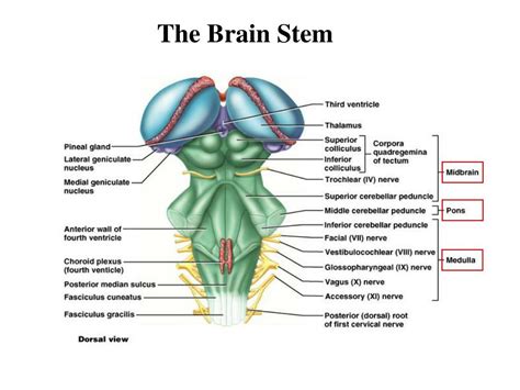 Ppt The Brain Powerpoint Presentation Free Download Id1103111