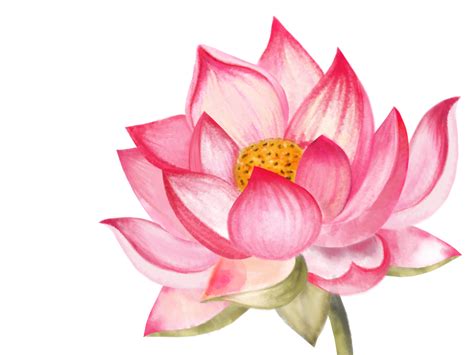 The India National Flower By Ankita On Dribbble