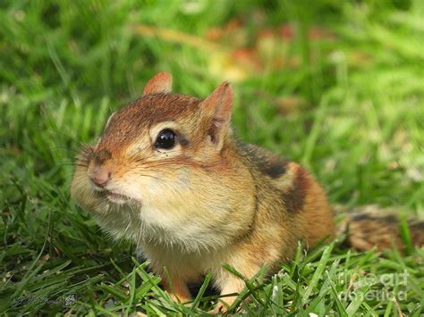 Chipmunk With Stuffed Cheeks Photograph By J Mccombie