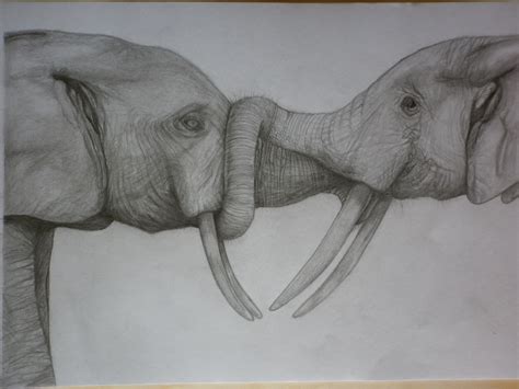 My Drawing Of Two Elephants With Their Trunks Locked Together Using Soft Graphite Pencils
