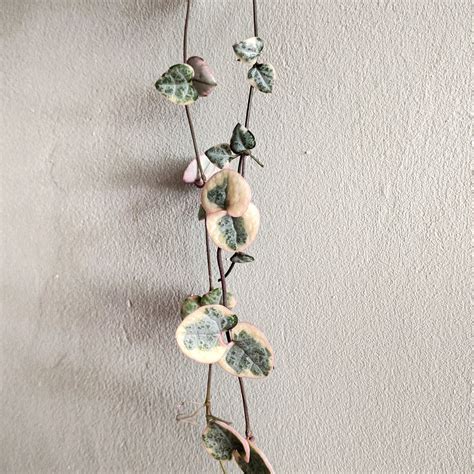 Ceropegia Woodii ‘variegated Chain Of Hearts 13cm Plantsmith