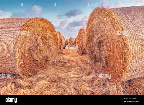 Large Alfalfa Hay Bales In Field In Sunset Agriculture And Farming