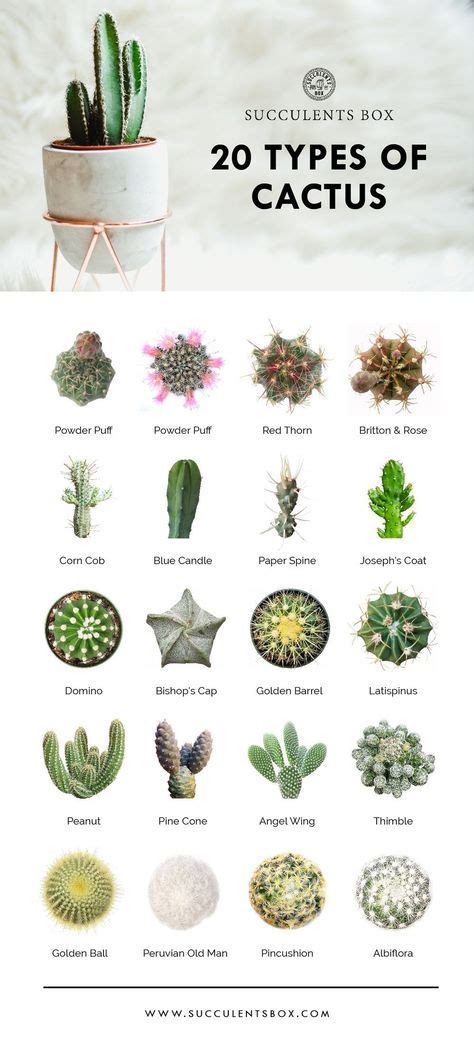 900 Ideas De Nombres De Cactus En 2021 Nombres De Cactus Plantas
