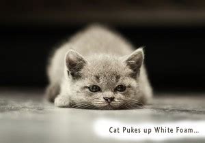 Many cats swallow hair and vomit foam as a result. Cat Pukes Up White Foam!! Home Remedies For Cat Owners Who ...