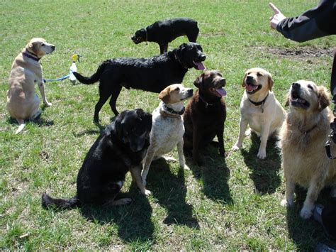 Photos Callahan Dog Owners Association
