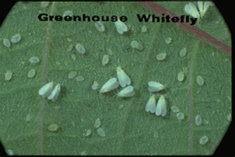 Greenhouse Whitefly