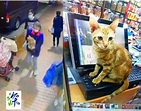 深水埗發生懷疑偷貓案 有人目擊一女子抱走半歲店貓