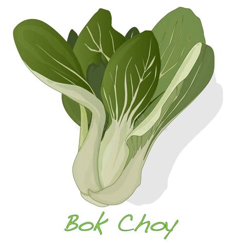Bok Choy Vegetable Illustration Isolated On The White Background