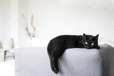 Black Cat Resting On Sofa At Home Stock Photo