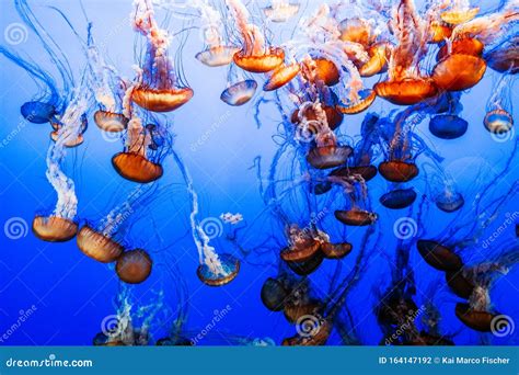 Group Of Jellyfish In The Blue Sea Stock Photo Image Of Diving Venom