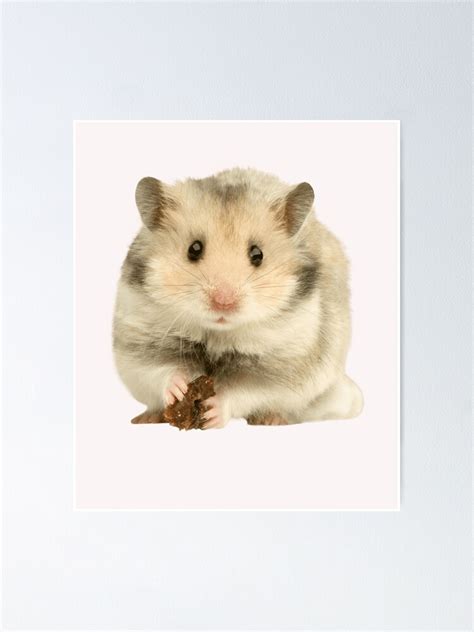 Funny Hamster Staring Hamster Meme Poster For Sale By Bassata