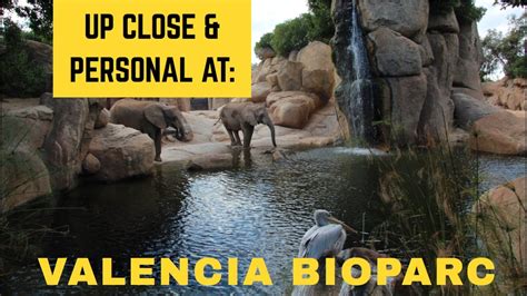 Lifeinourvan Visit Valencia Bioparc Youtube