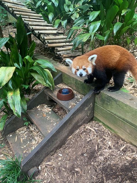 Panda Updates Monday July 26 Zoo Atlanta
