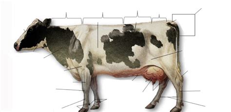 Cattle Anatomy Diagram Quizlet