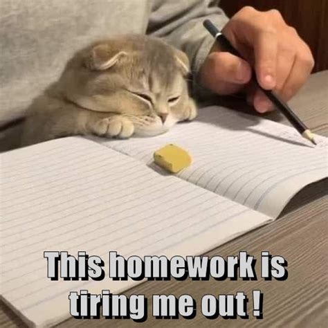 This Homework Is Tiring Me Out Lolcats Lol Cat Memes Funny
