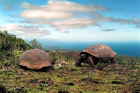Phoebettmh Travel Ecuador Galápagos Wildlife Spotting Why You