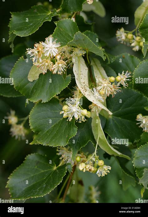 Common Lime Tree Flowers Tilia Vulgaris Tiliaceae Stock Photo Alamy