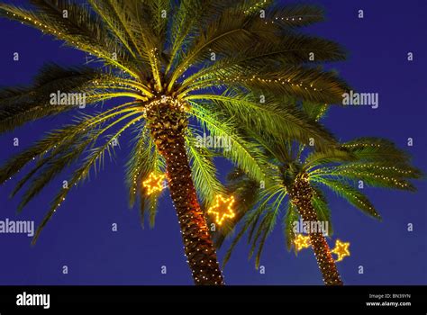 How To Decorate A Palm Tree With Christmas Lights