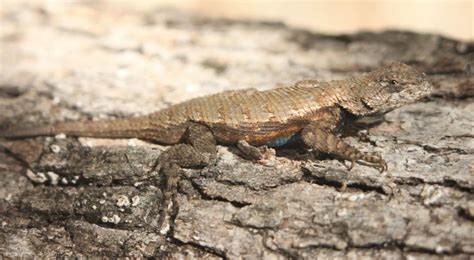 Outdoors Uncovering The Unseen World Of Skinks And Lizards In