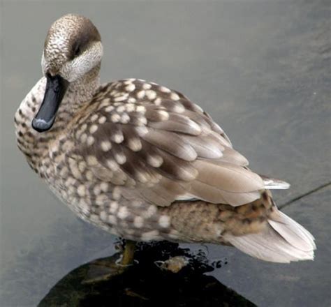 Marbled Teal Marmaronetta Angustirostris Europe North Africa And The