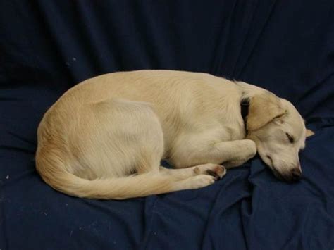 Does little fido twitch, gasp or hold his breath when sleeping? Is it weird that I like watching my dog sleep? - Quora