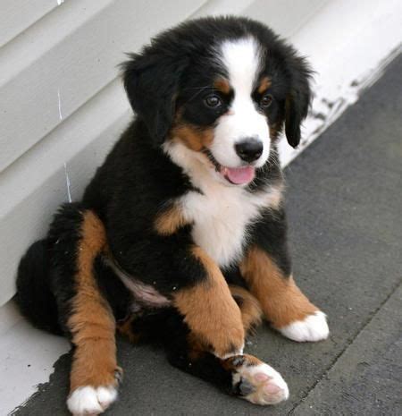 This designer breed started appearing in 2003… Bernese Mountain Dog For Sale in Texas (35) | Petzlover
