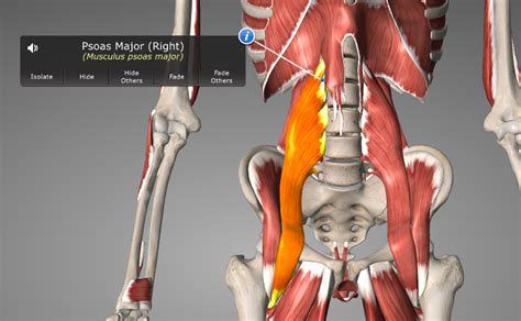 Psoas Major Back Pain