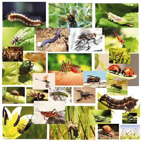 Imagini Cu Insecte Limbaj Si Comunicare Eduprescolarro
