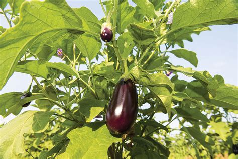 Gmo Brinjal Or Eggplant Illegally Grown In India