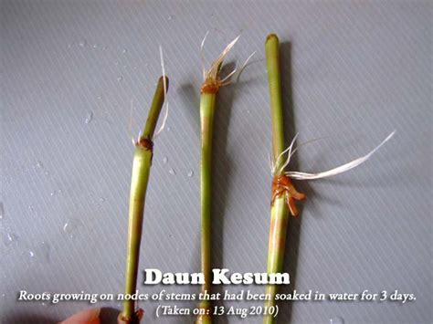 Since the 1960s its cultivation has spread with vietnamese migrants, mainly to australia, the philippines and the united states. daun kesum in chinese