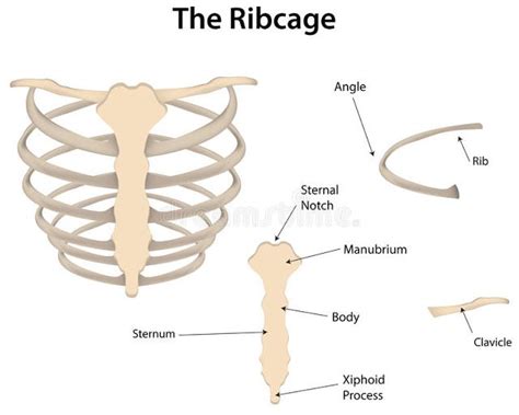 Diagrams The Rib Cage Labeled Diagram Rib Cage Rib Cage Anatomy