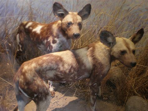 Fileafrican Hunting Dogs Cas