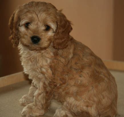 A cockapoo puppy costs £1,101.65 (uk average). Puppies for sale - Cockapoo, Cockapoos - ##f_category## in Manawa, Wisconsin