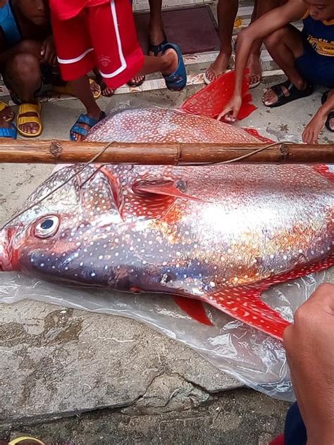 Despite of the moderate magnitude, several buildings and a church collapsed. Rare deep-sea oarfish and moonfish found dead after M6.6 ...