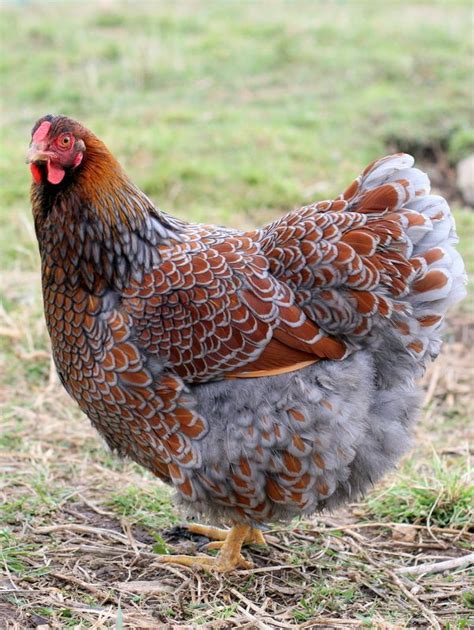 It is a popular show bird, and has many color variants. Blue Laced Red Wyandotte THREAD! - Page 264