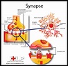 Anatomy and physiology of a nerve synapse! | Anatomy, Physiology, and ...