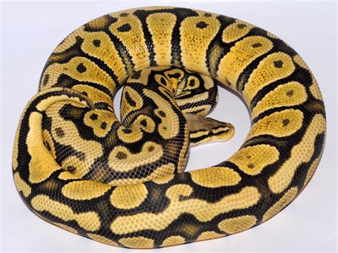 Orange Ghost Pastel Morph List World Of Ball Pythons