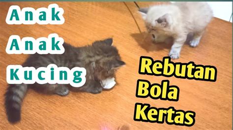 Lucu Banget Anak Anak Kucing Yang Rebutan Bola Kertas Youtube