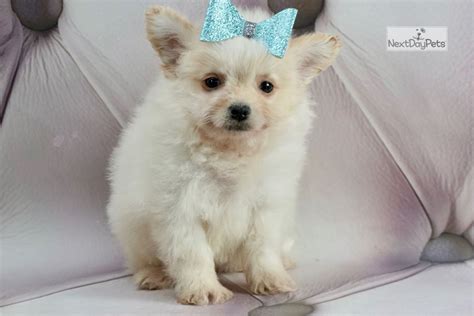 Blanco Poma Poo Pomapoo Puppy For Sale Near Fort Wayne Indiana