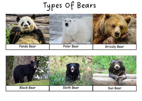 Learn The Different Types Of Bears Bear Match Bear Etsy
