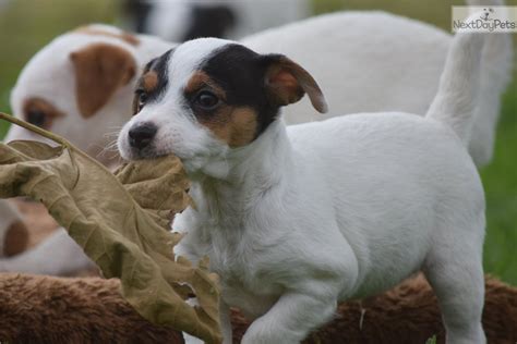 Download premium image of adorable jack russell. Reggie: Parson Russell Terrier puppy for sale near Inland ...