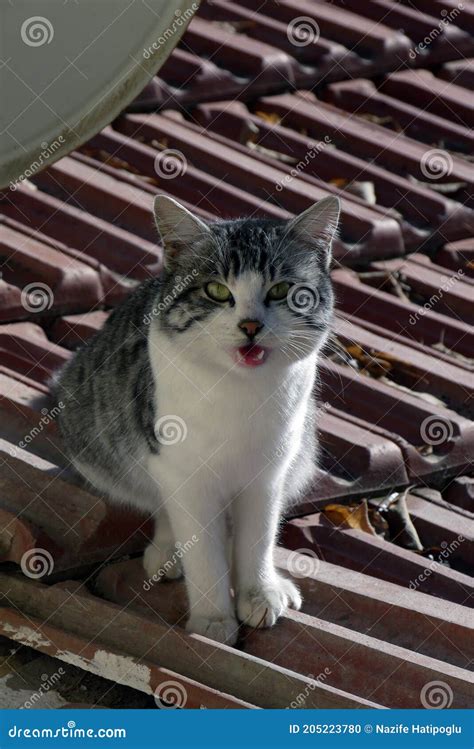 A Cat Meowing Hungry Cat Meowing Hungry Stray Cat Stock Photo Image