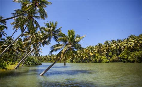 Palm Trees In The Water Stock Photo Image Of Nature 28826688