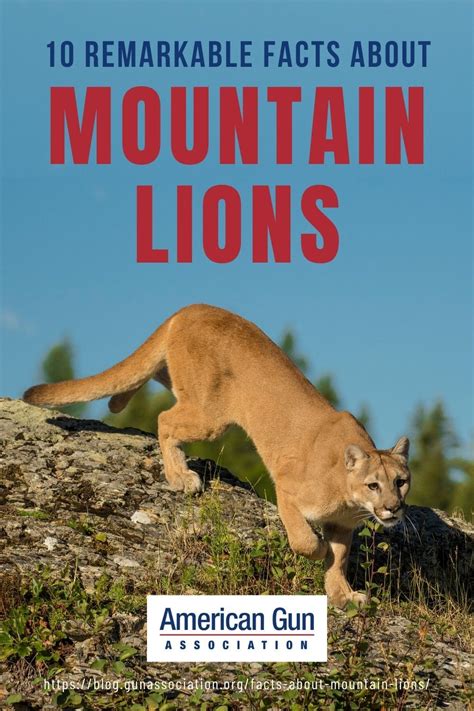 These Amazing Facts About Mountain Lions May Just Flat Out Amaze You