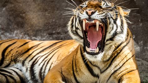 Tiger 4k Ultra Hd Wallpaper And Background Image 3840x2160 Id549216