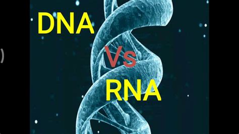 Dna Vs Rna Differences Between Dna And Rna Dna Vs Rna Model Youtube Images