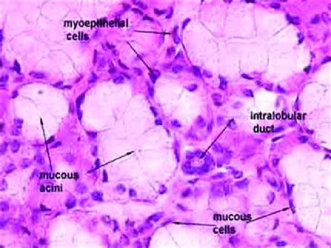 Photomicrograph Showing Myoepithelial Cells Download Scientific Diagram